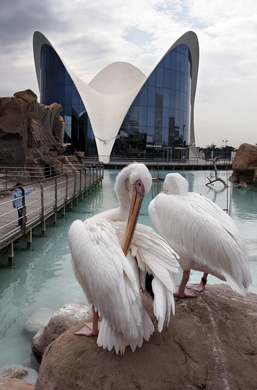 Foto de fot.33 en Oceanogràfic de València