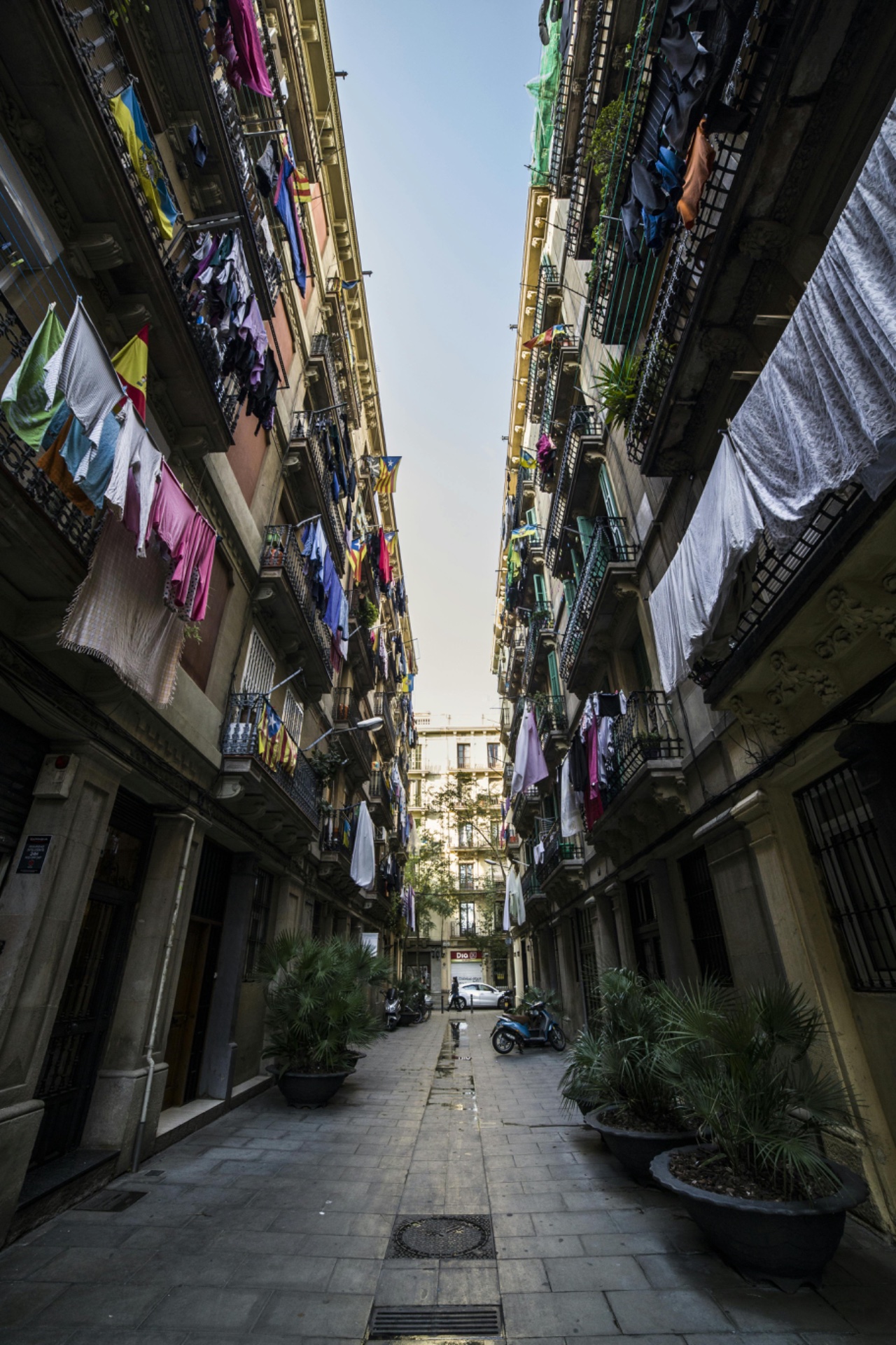 Foto de Baobab en Barri Gòtic de Barcelona
